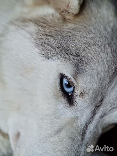 Хаски Пакс ищет дом