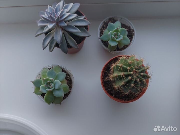 Суккуленты