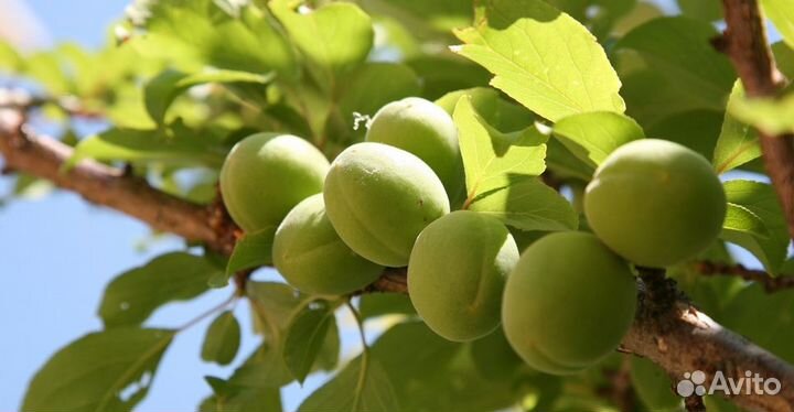 Абрикос сушенный