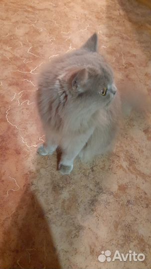 Шотландская кошка