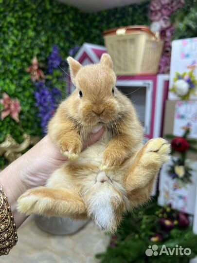 Кролики миниатюрные