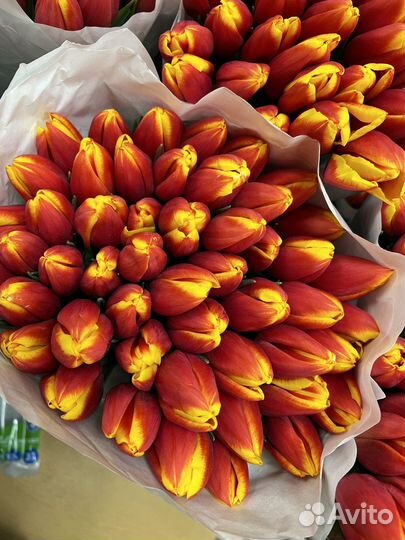 Тюльпан розница и опт