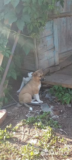 Щенки в добрые руки отдам бесплатно