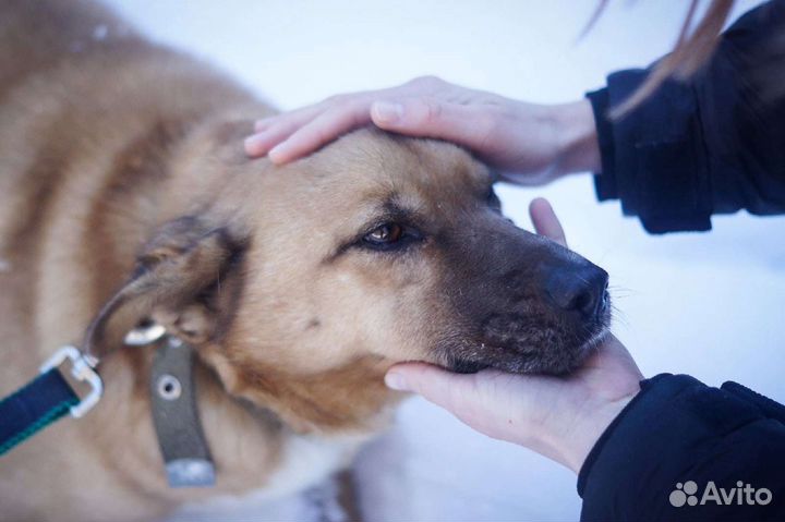 Очень добрый пес