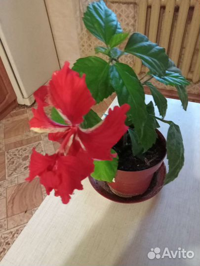 Продаю цветы