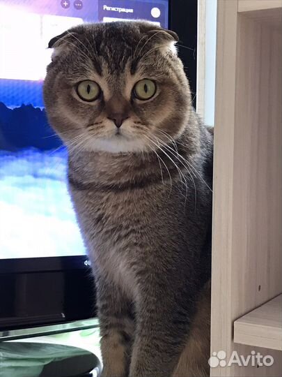 Приглашает кошек