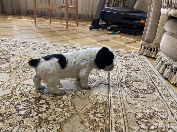 Русский охотничий спаниель щенки