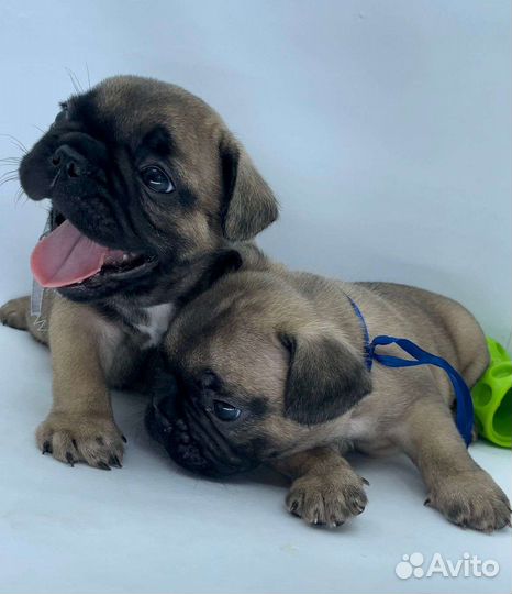 Щенки Французского бульдога