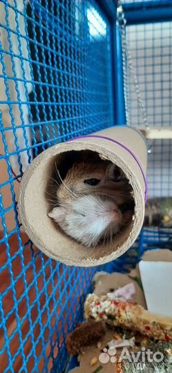 Монгольская песчанка