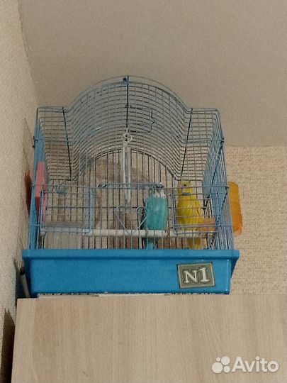 Волнистый попугай