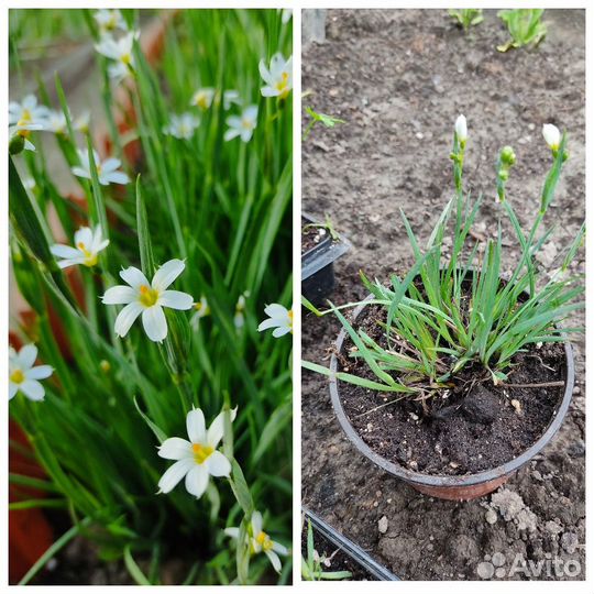 Неприхотливые многолетники для сада