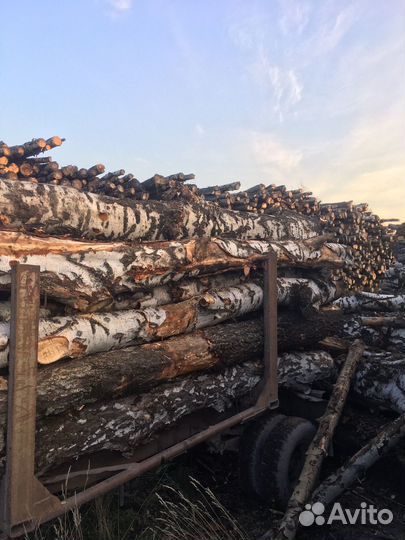 Лес кругляк - Берёза