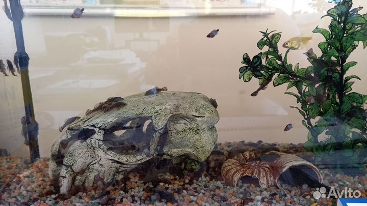 Сом анциструс