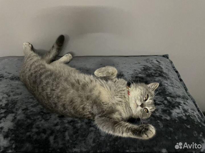 Потерялась Шотландская кошка