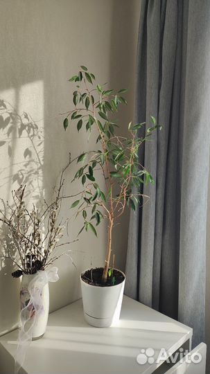 Фикус бенджамина