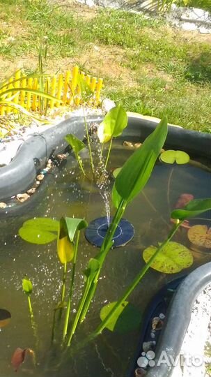 Растения для пруда