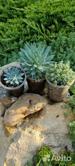 Суккуленты редкие.Эхиверии.Садики