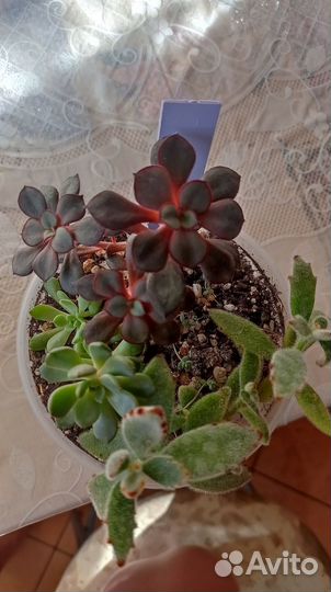 Садики из суккулентов