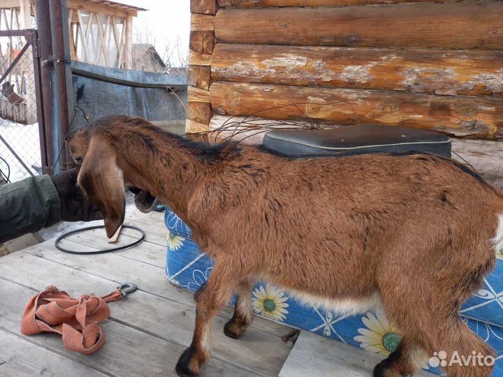 Нубийские козлята