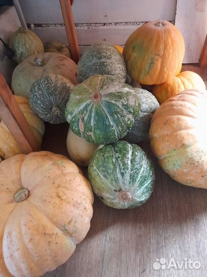 Продам тыквы
