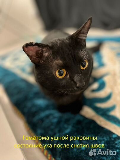 Ветеринарный врач Оренбург