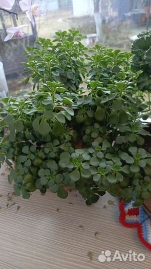 Домашнее растение