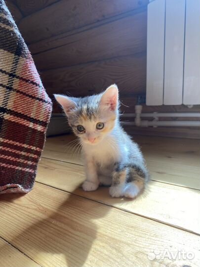 Отдам кота в добрые руки