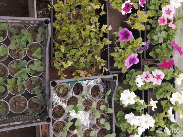 Рассада овощных, пряно-аромат.и лекарствен.культур