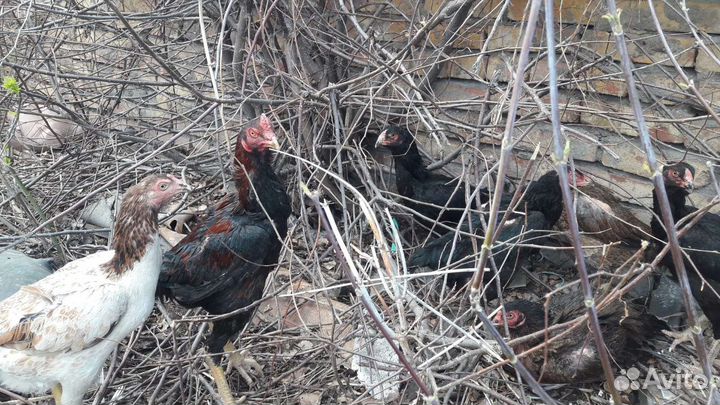 Цыплята от кур о шамо