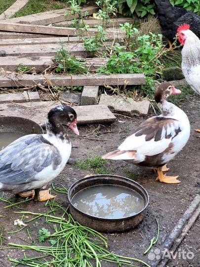 Мускусные утки