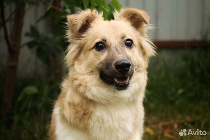 Небольшая, славная Рика ищет дом в добрые руки