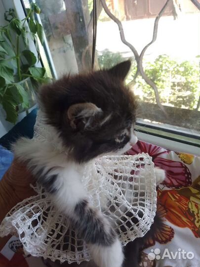Пушистую красавицу отдам в хорошие руки
