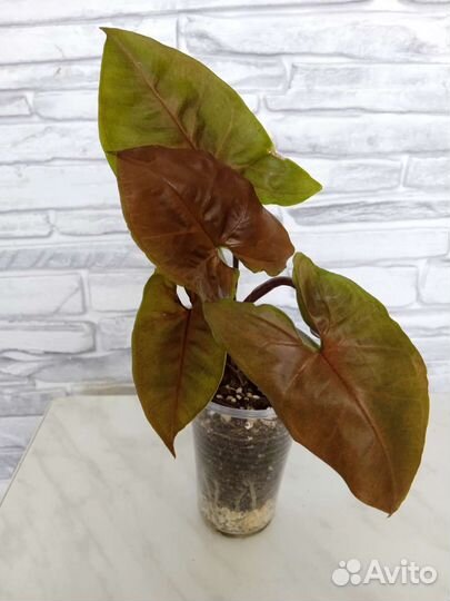 Аглаонемы, сингониумы и другие растения