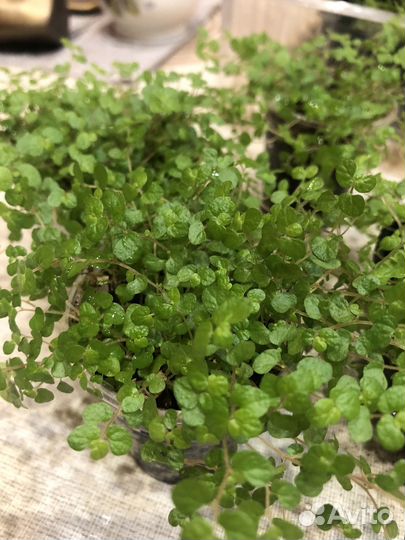 Солейролия