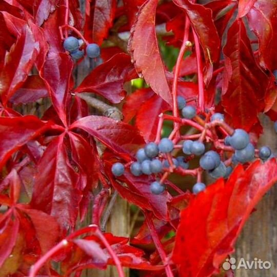 Девичий виноград.Быстрорастущая лиана