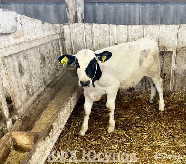 Бычки на откорм