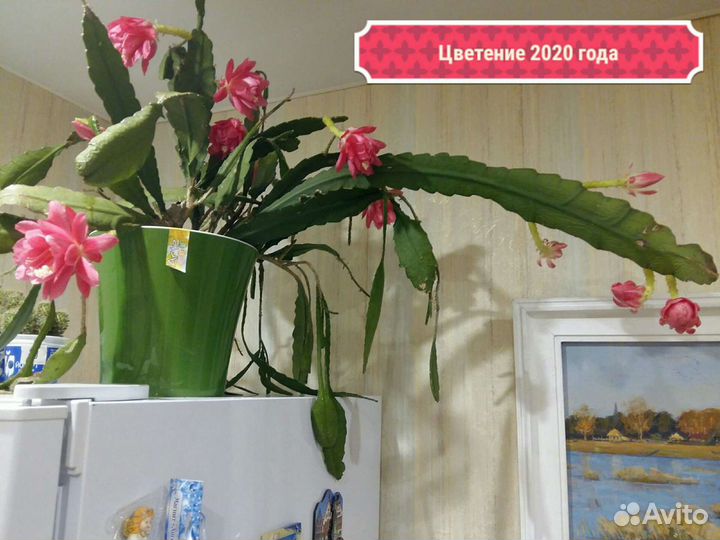 Кактусы (осталось 4штуки)