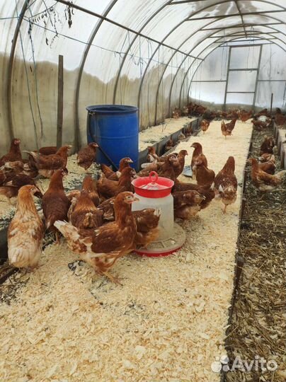 Птица разных видов и пород