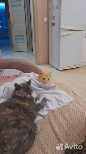 Милая Симочка