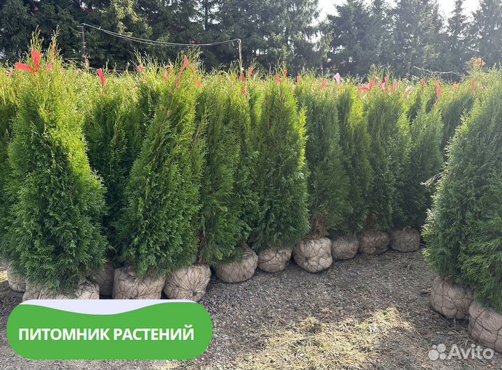 Туя Смарагд