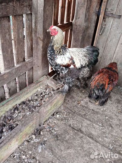 Петухи брама