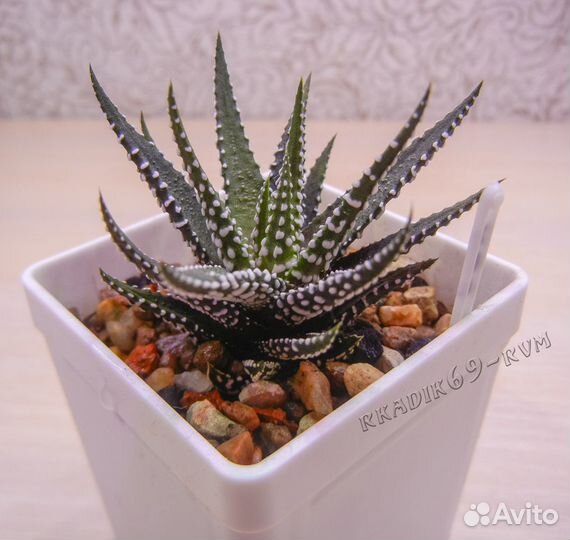 Хавортия (Haworthia)