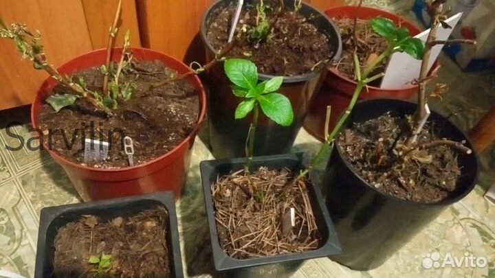 Гортензия 'Вимз Ред'