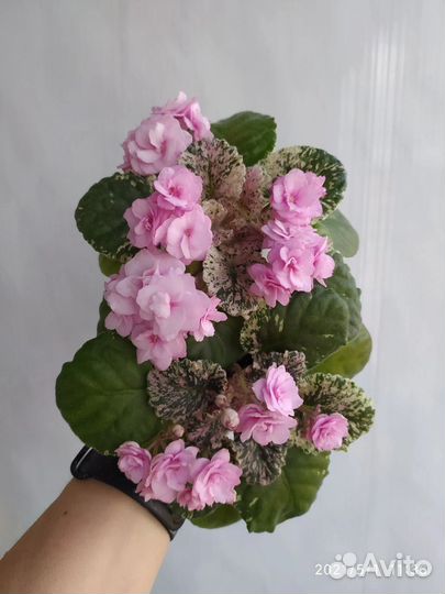 Фиалка Rose Bouquet - листы