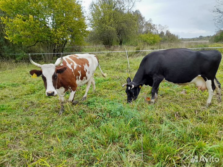 Продаются коровы