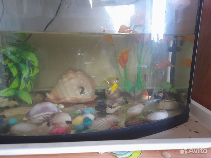 Аквариум