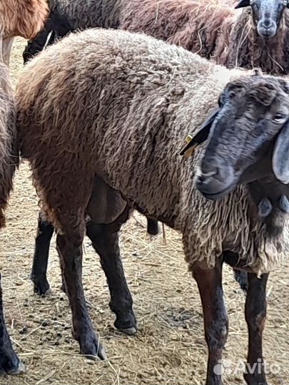 Баран на племя