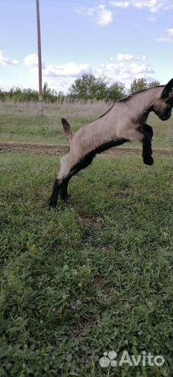 Чешский козел