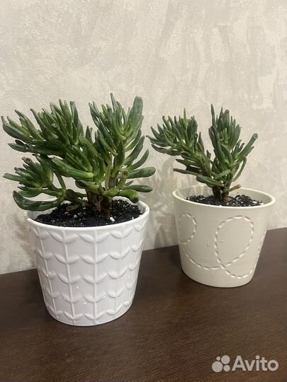 Крассула толстянка