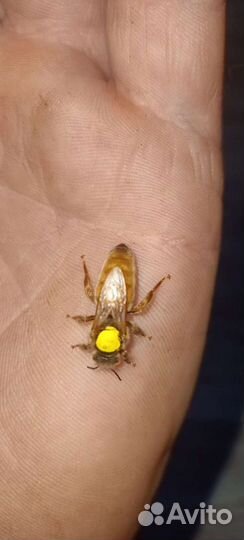 Матки бакфаст